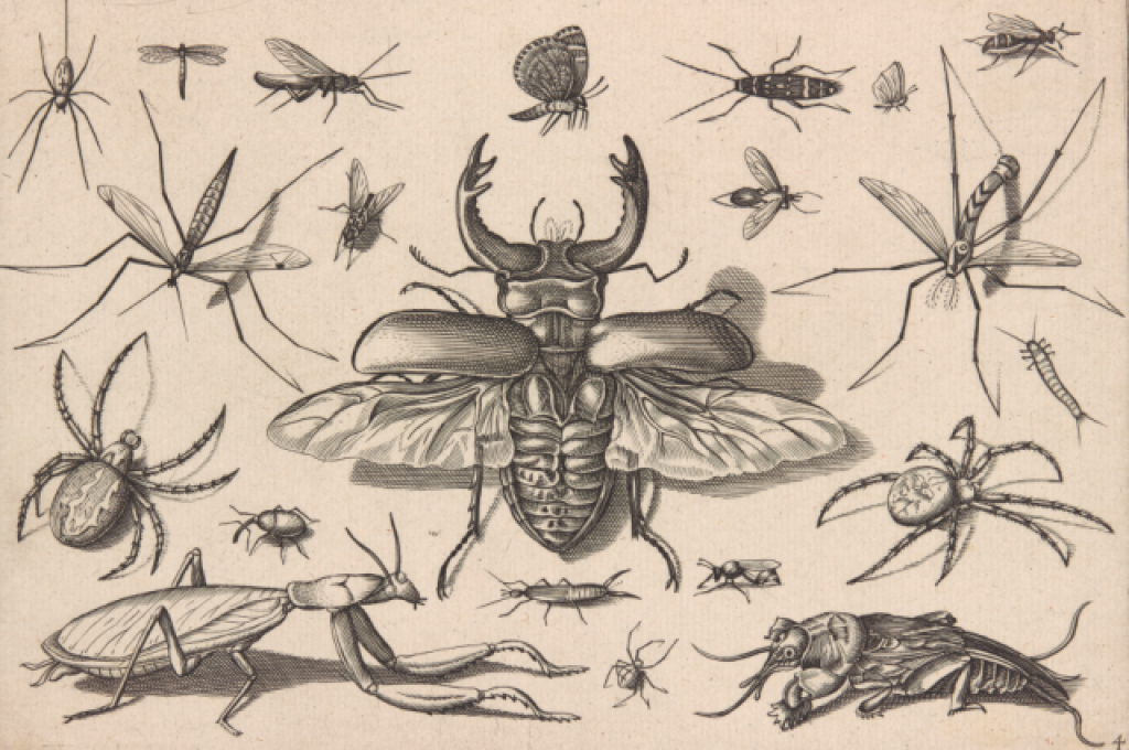 Jacob Hoefnagel, Insekten (Blatt 10), 1630, Kupferstich © bpk / Kupferstichkabinett, SMB / Volker-H. Schneider